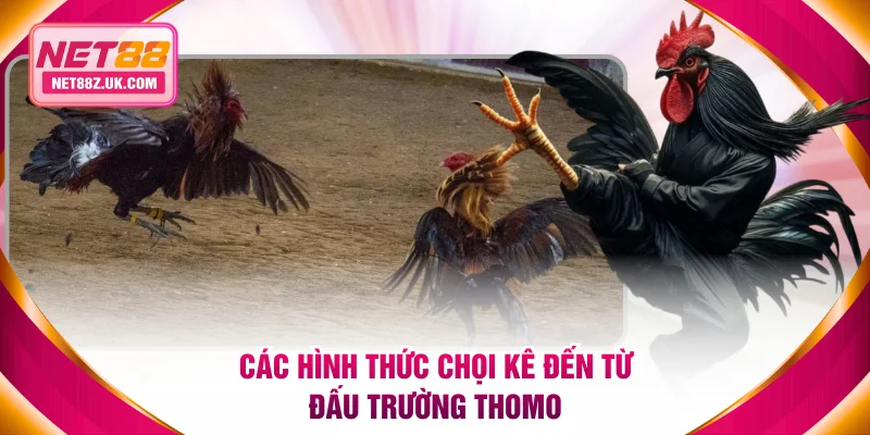 Các hình thức chọi kê chuyên nghiệp đến từ đấu trường Thomo