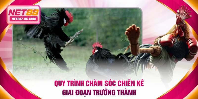 Quy trình chăm sóc chiến kê đang bước vào giai đoạn trưởng thành