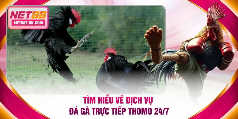 Tìm hiểu về dịch vụ đá gà trực tiếp Thomo 24/7