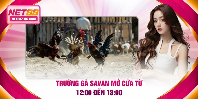 Trường gà Savan mở cửa từ 12:00 đến 18:00