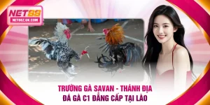 Trường gà Savan