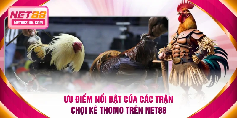 Ưu điểm nổi bật của các trận chọi kê Thomo trên NET88
